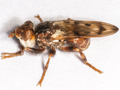 Myopa tessellatipennis